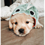 ~Watermelon ~