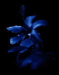 ~Scarlet<3
