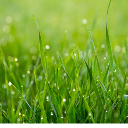Touch Grass