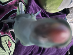 -Fishie-