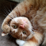 The official cat group bovensmilde
