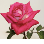 Roses are awsome