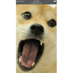doge boiis