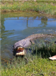 gator lovers