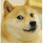 Happy Doge Group!