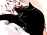 Cutie Cat :D