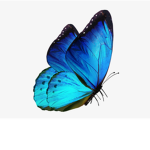 جيش_الفراشات#