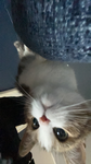 PixelPlus