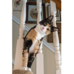 Calico Customs
