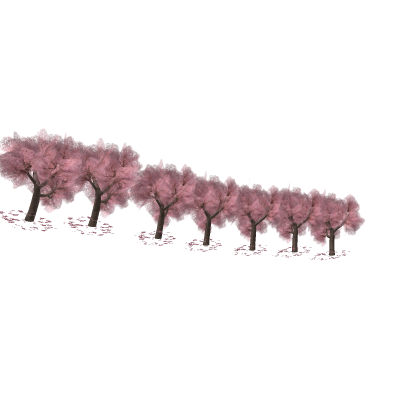 an row of cherry blossom trees[sakura tree]