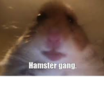 The cool hamster gang