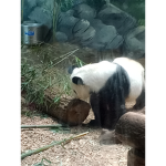 Panda Armry