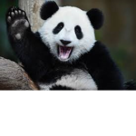 Panda Lovers! C: