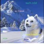 Cold Doge