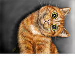 [Wacky Cat LLC]