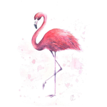 Amazing flamingos