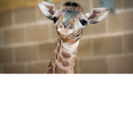 girraffe party .exe