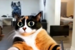 Cat.wavs fanbase