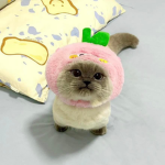 Respice Finem