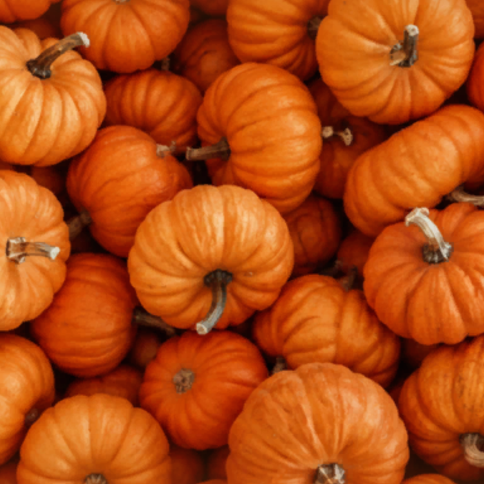 Pumpkin Patch Backgorund