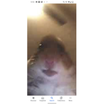 HAMSTER CULT(STARING HAMSTER)