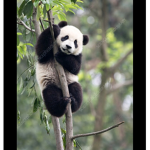 #team panda for ever