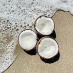 coconut harvest.