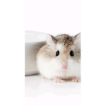 The Hamster memes
