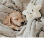 ~Doge_army~