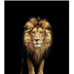 THE~LIONS