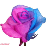 Rose and pink and blue group