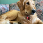 French fry is a doggo