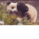 •Pandas army •