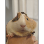 Kimis group <3