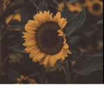 ||Sunfløwers||