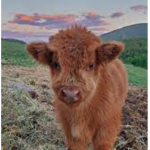 Cow123squad