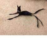 Ratas de dos patas