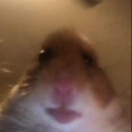 The Hamster cult official