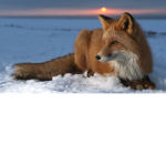 Fox cubs United