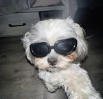 ‘ pawzz