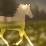 ~MsE star showjumping!~