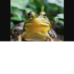 Froggy Lovers