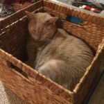 Cats In Baskets.