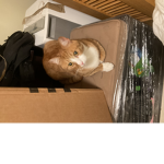 #cat team pets up and down Elias Steel #cat team e