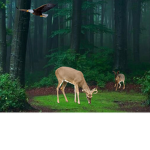 Natur Wald