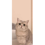 Adorable cats group!!