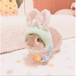 Baby buNny clUb