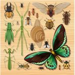 ARTHROPOD CLAN