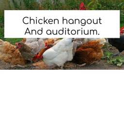 chicken hangout game