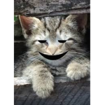 ChillCat